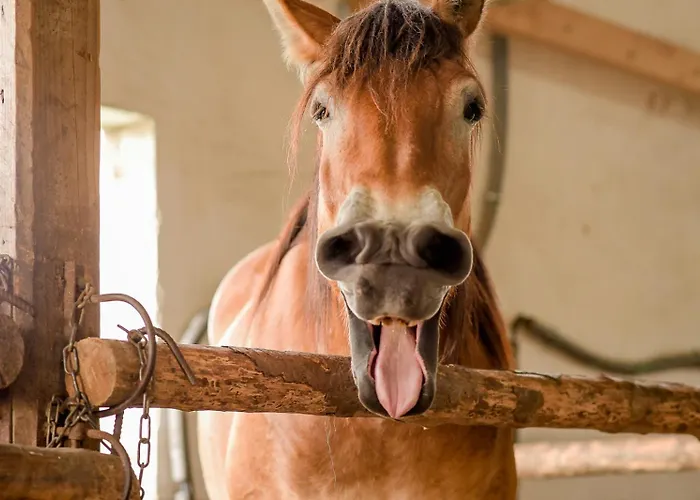 Nengshof Glockenblume Дом отдыха Висмансдорф