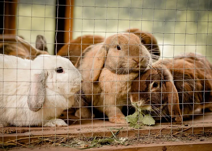 Nengshof Glockenblume *