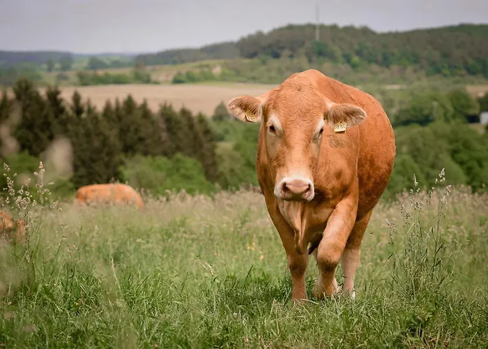 Nengshof Glockenblume