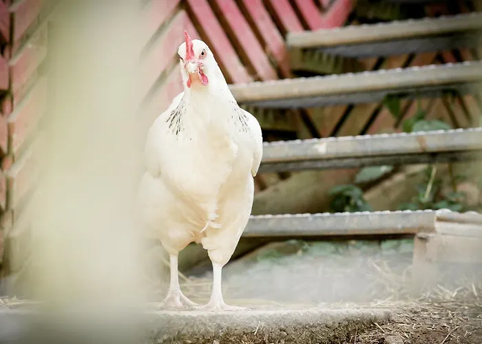 Дом отдыха Nengshof Glockenblume