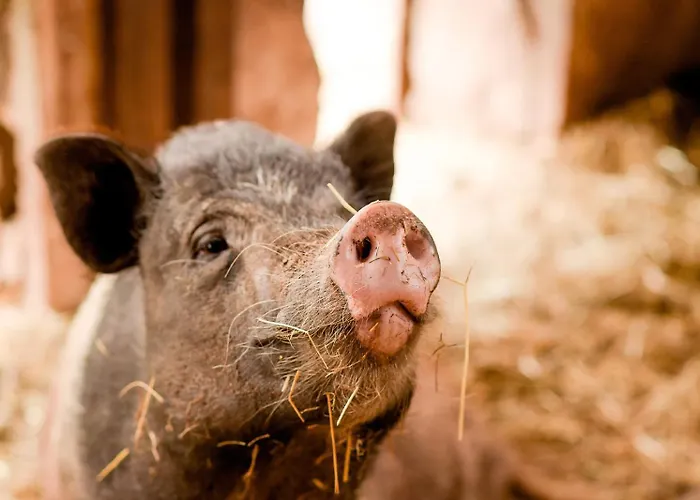 Дом отдыха Nengshof Glockenblume Висмансдорф